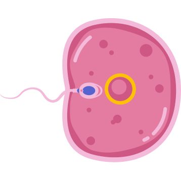 IVF (In Vitro Fertilization) icon